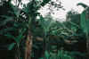 bananeraie sur le flanc du mont agou.JPG (92434 octets)
