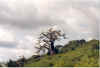 Arbre  Tchichao.jpg (47493 octets)