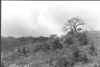 baobab des sommets.jpg (102359 octets)