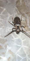IVNI - Insecte Volant Non-Identifie.jpg (59056 octets)