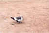 Un canard.jpg (53742 octets)