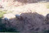 des p'tits cochons2.jpg (83822 octets)