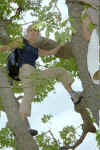 02 Candice monte aux arbres.jpg (129929 octets)