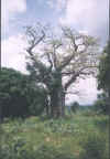 Baobab et manguier.jpg (142790 octets)