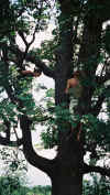 Candice et Ronan dans un arbre perch.jpg (176469 octets)