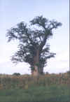 Baobab et mas.jpg (98388 octets)
