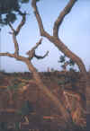 Branches de Canyon.jpg (108416 octets)