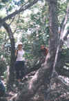 Flous de jungle.jpg (146726 octets)