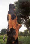 arbre calcine.jpg (137531 octets)
