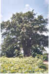 Baobab village de Liberia.jpg (148897 octets)