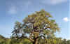 Tanberma - le baobab.jpg (163305 octets)