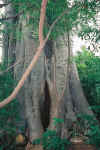 maison baobab2.jpg (155350 octets)
